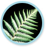 Silver Fern
